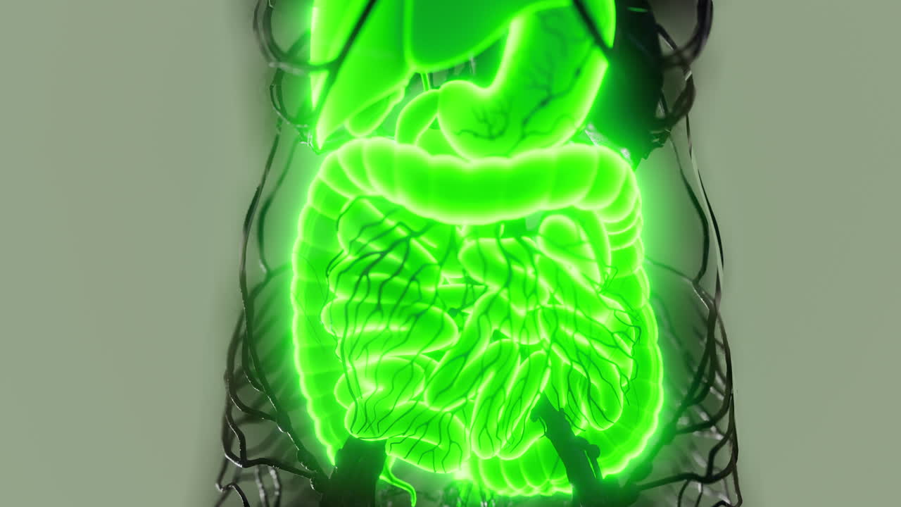 Human digestive system anatomy illustrated in bright green glow