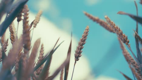 golden wheat field in the sunshine, showcasing ripe grains ready for harvest. this close-up shot captures the beauty and abundance of nature, symbolizing growth, agriculture, and healthy living.