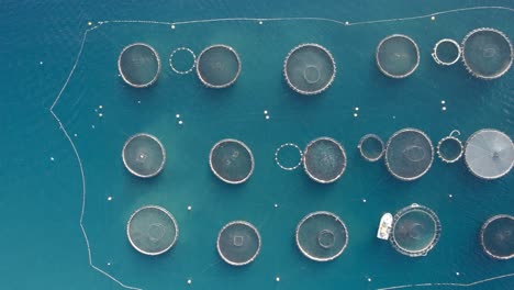 toma aérea de arriba hacia abajo de una enorme piscifactoría con jaulas de red para lubina, dorada y otras especies de mariscos