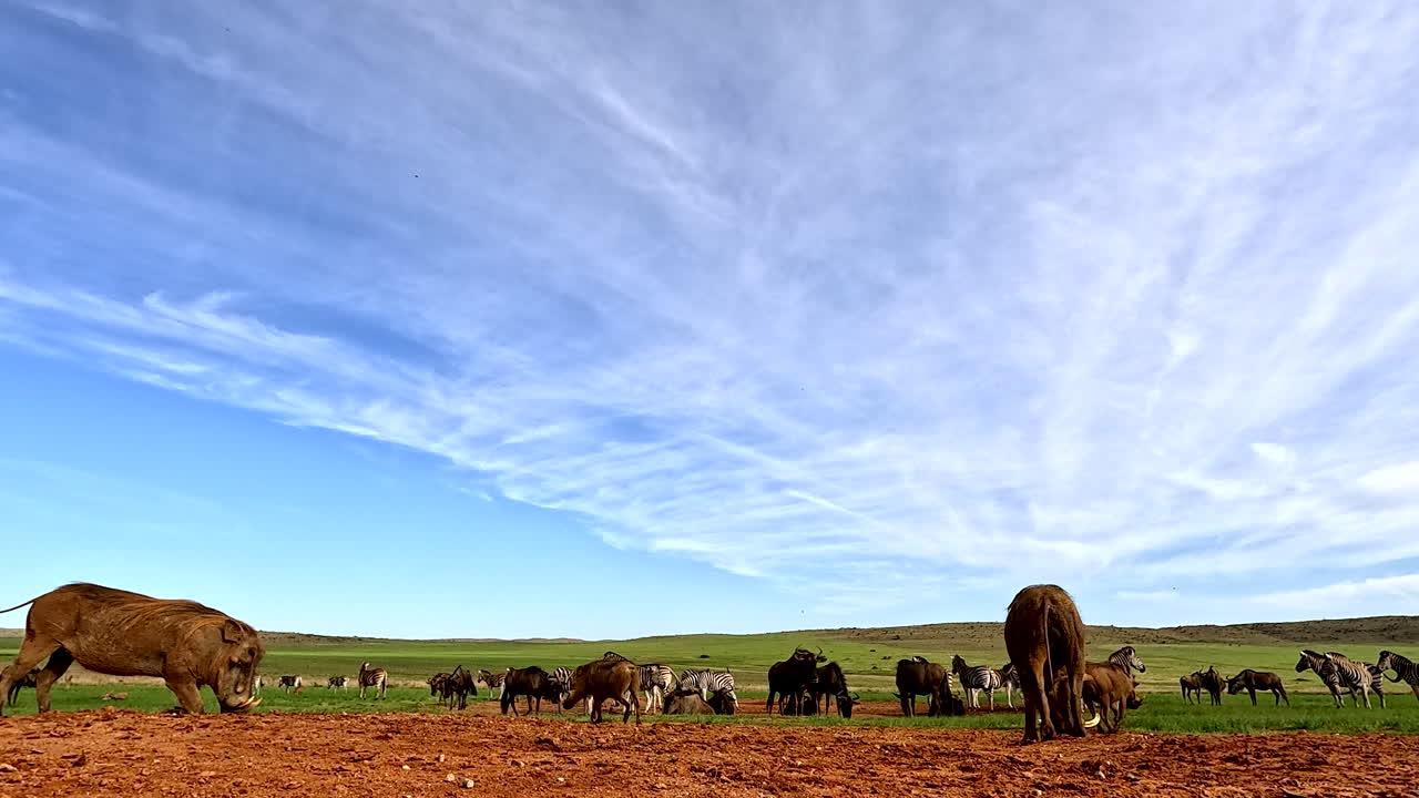 Rolig POV när vårtsvin (Phacochoerus africanus) sniffar och springer iväg från kameran
