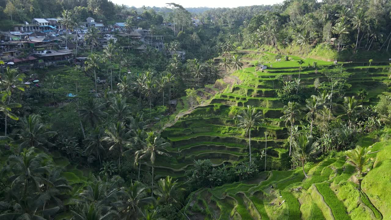 상징적인 풍경을 포착한 발리의 테갈랄랑 계단식 논 드론 영상