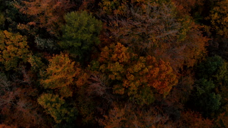 Aerial-footage-over-autumn-trees,-forest-when-leaves-change-color,-top-view-of-the-autumn-forest