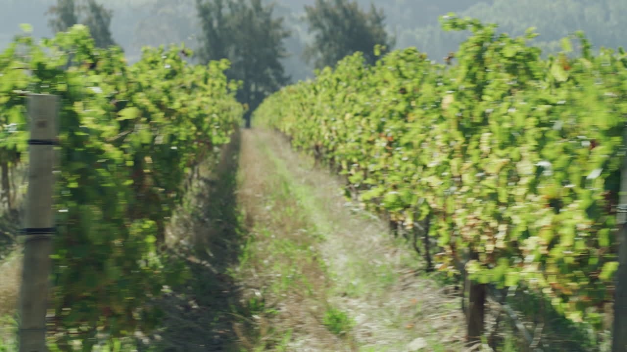 escucha el viento atravesando los árboles.