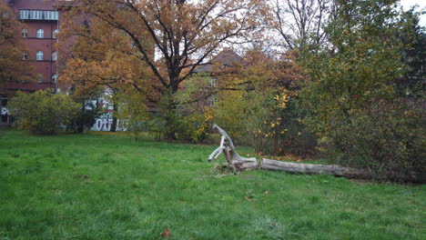 Vorwärtsreisen-Herbst-In-Berlin-Spaziergang-Im-Park-59,94-Osmo-Djii-Pocket-4k-5-Sek