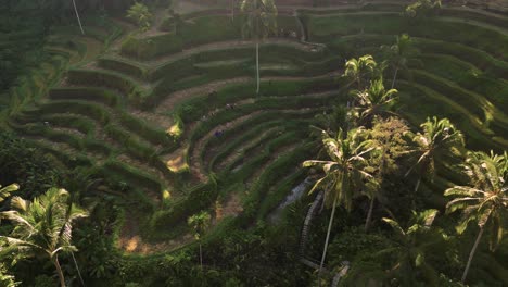de zon schijnt op de rijstterrassen van ubud in bali - indonesië