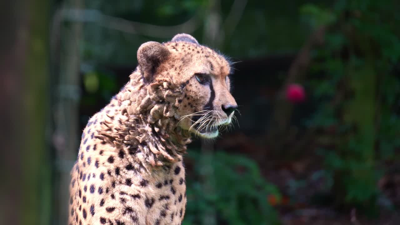 Islak bir çita (Acinonyx jubatus), çevresinden haberdar olmuş halde kameraya bakıyor, yakın çekim.