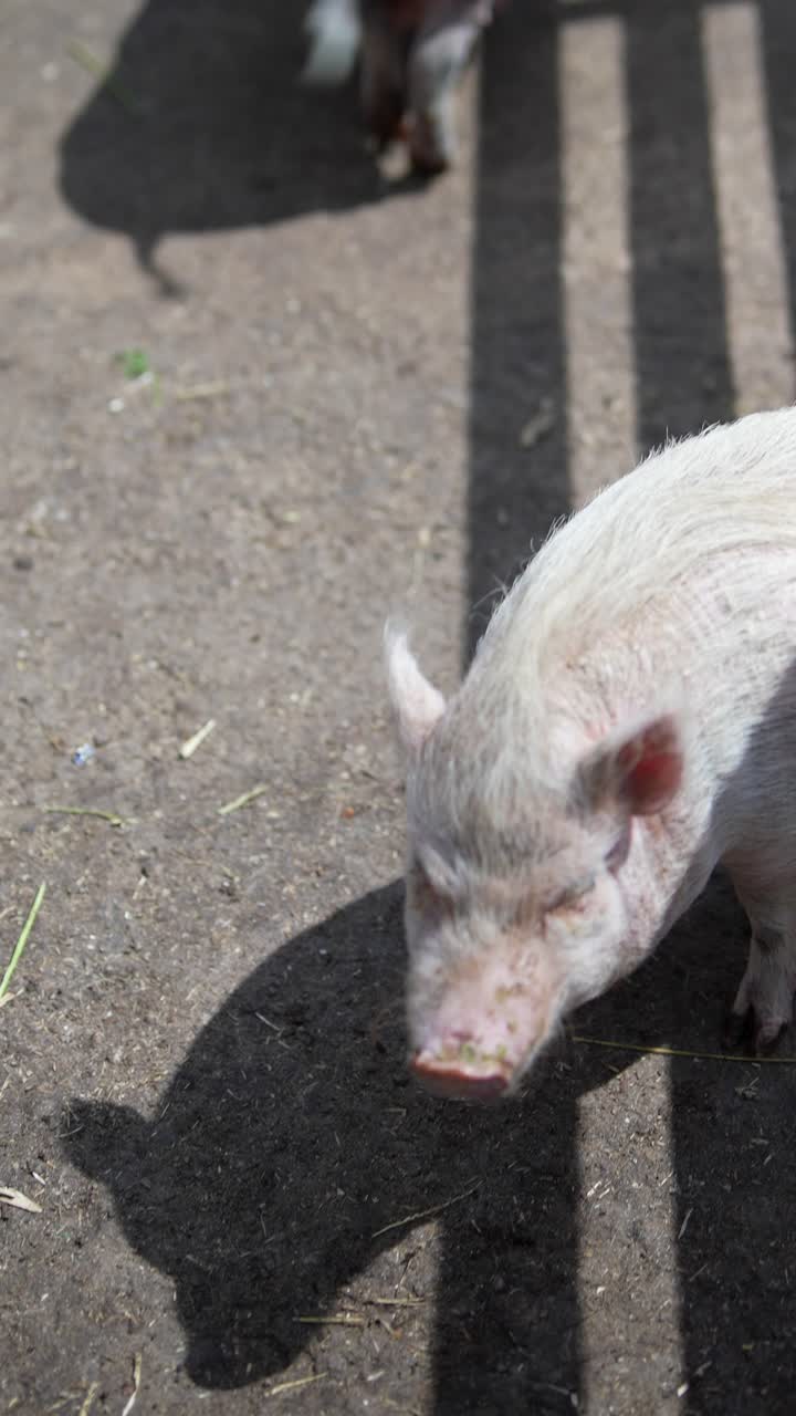 창고에 힌 돼지