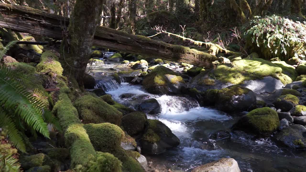 agua que fluye sobre rocas cubiertas de musgo en el bosque, parque nacional olímpico, washington, cámara lenta