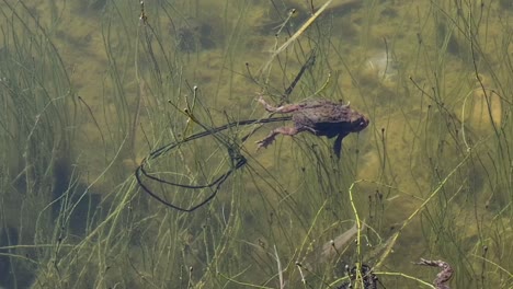 la rana hembra está flotando en el agua y la línea negra de huevos sale de ella
