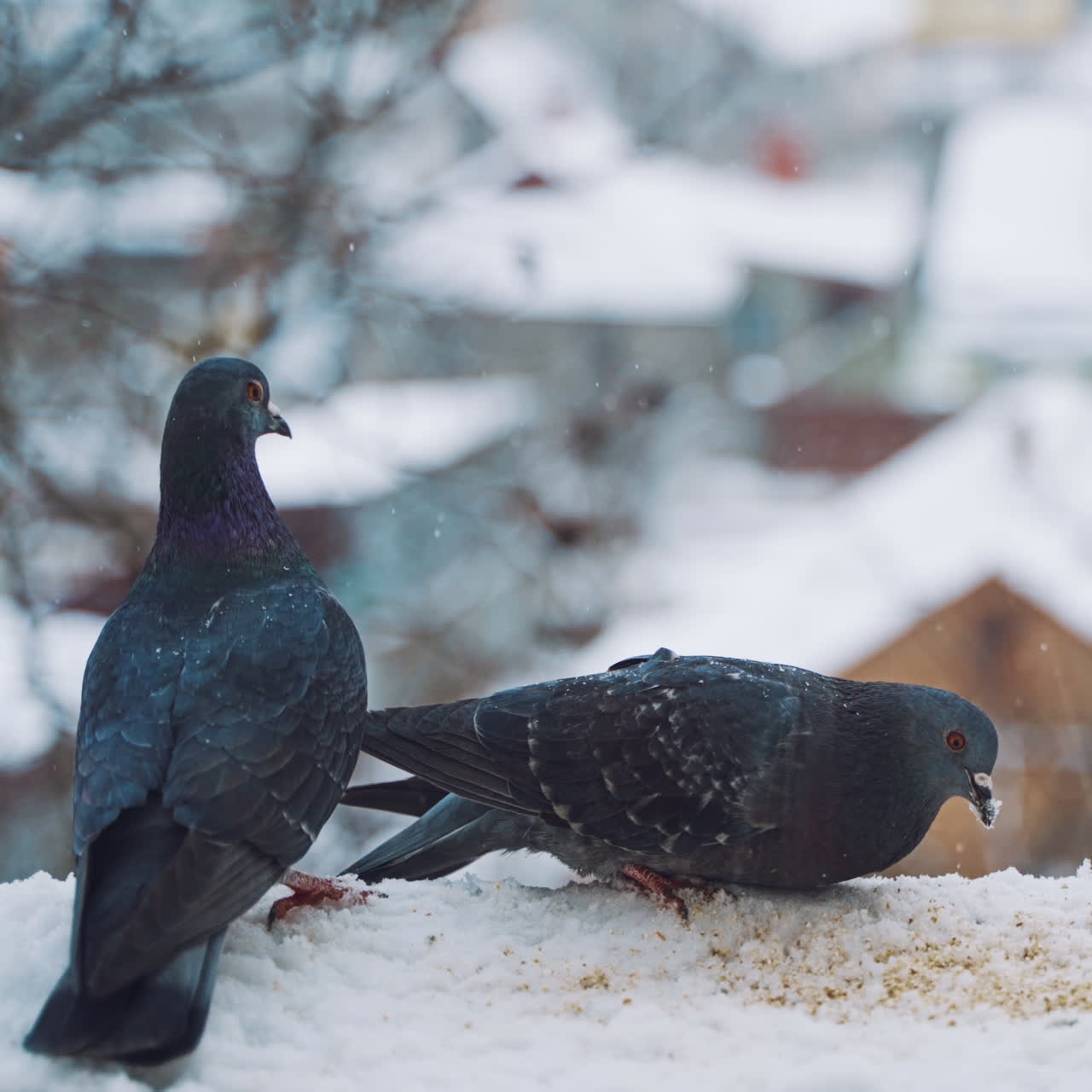 Two nice pigeons are on the roof of the house in winter. Hungry dove bird is eating bread crumbs on the snow and another pigeon flies away.