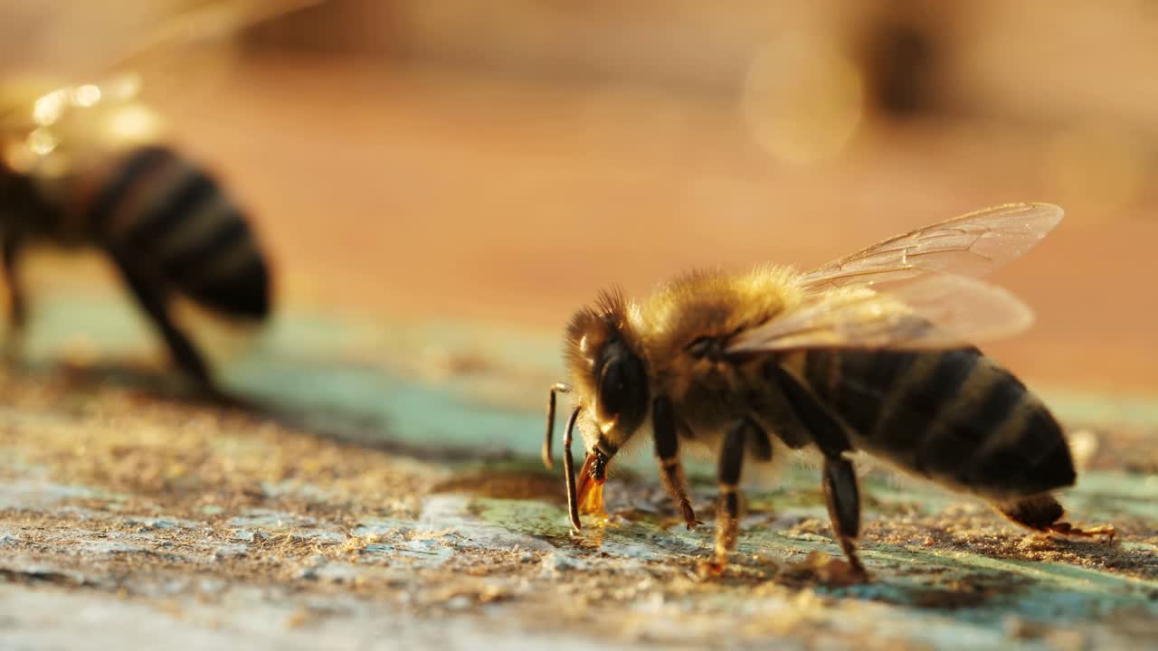 Bees Drinking Nectar