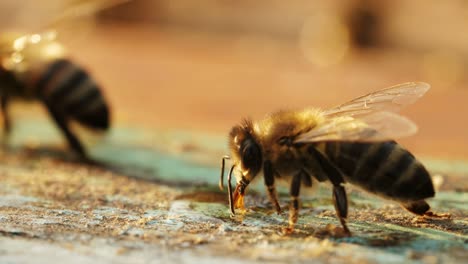 bees drinking nectar