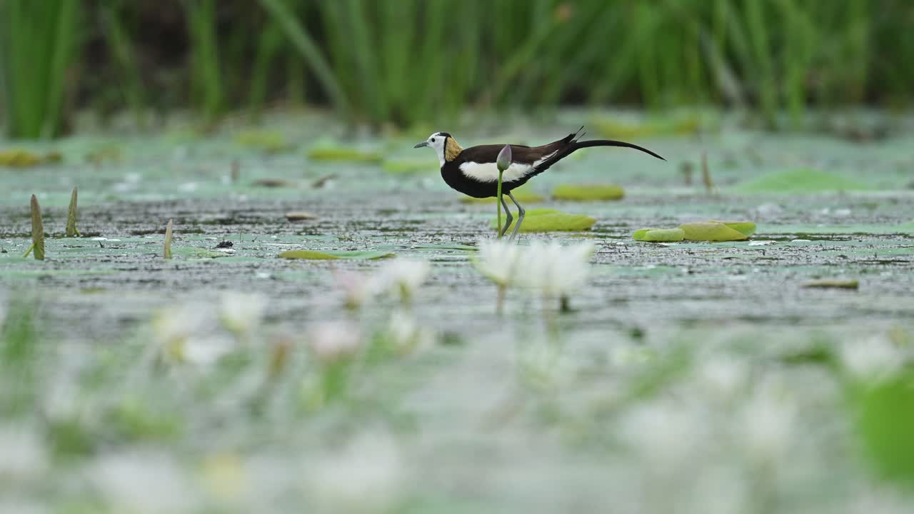 Bright flowers surround elegant wader moving through still green pond