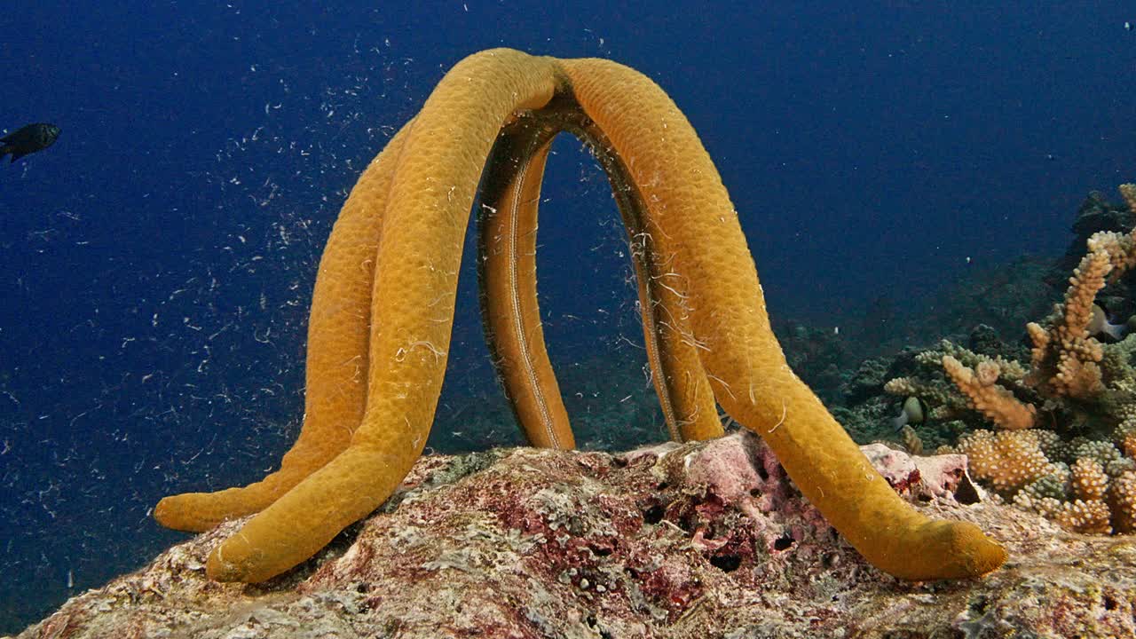 Stella marina maschio Linckai in fase di deposizione delle uova, con superficie visibile. Filmato nel Mare delle Andamane, Thailandia