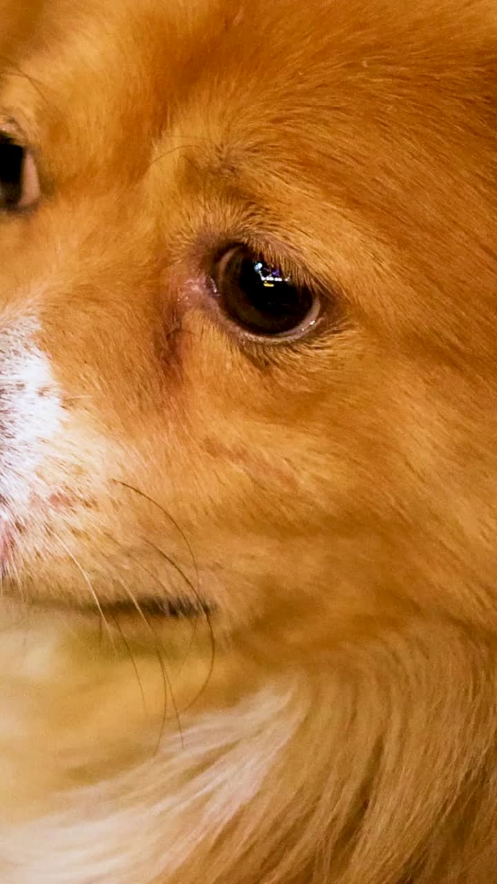 호기심 을 가지고 주위를 둘러보는 개