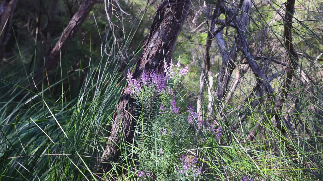 flores silvestres púrpuras en medio de vegetación exuberante y árboles