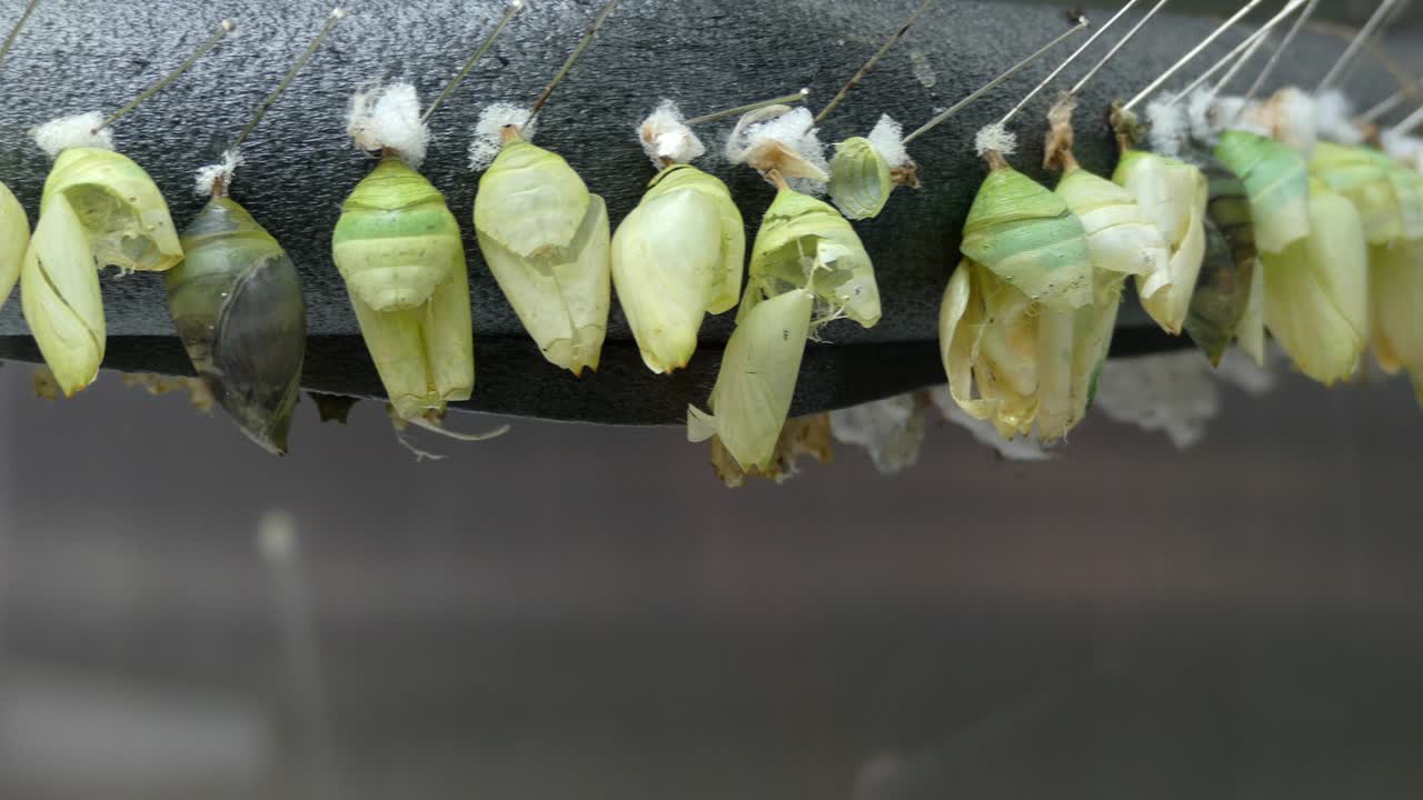 Empty butterlies cocoons