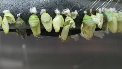empty butterlies cocoons