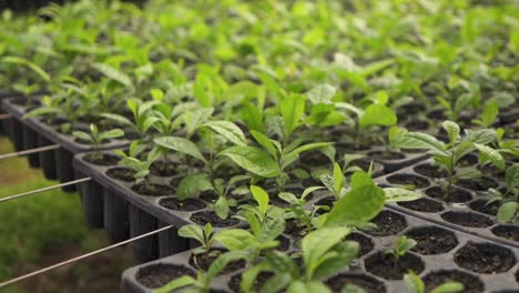 yerba mate seed trays in the wind macro