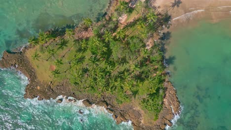 vista de arriba hacia abajo de las palmeras en la pintoresca costa de playa los coquitos en república dominicana - toma aérea de drones