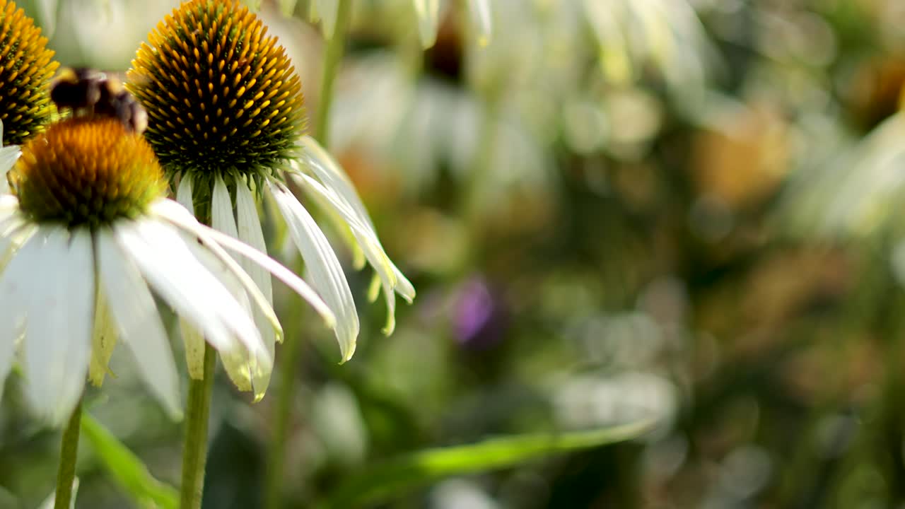 interactuando con las flores de la abeja echinacea en cardiff