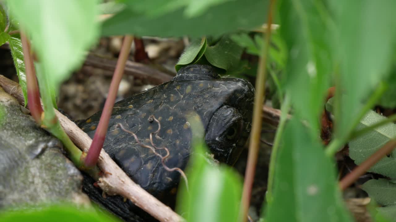 A high angle, close-up shot of a turtle's head as it rests amongst leaves in the foreground