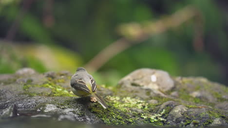 Grey Wagtail (Motacilla cinerea) wagging its tail by stream in the Laurel forest of Madeira island, Portugal