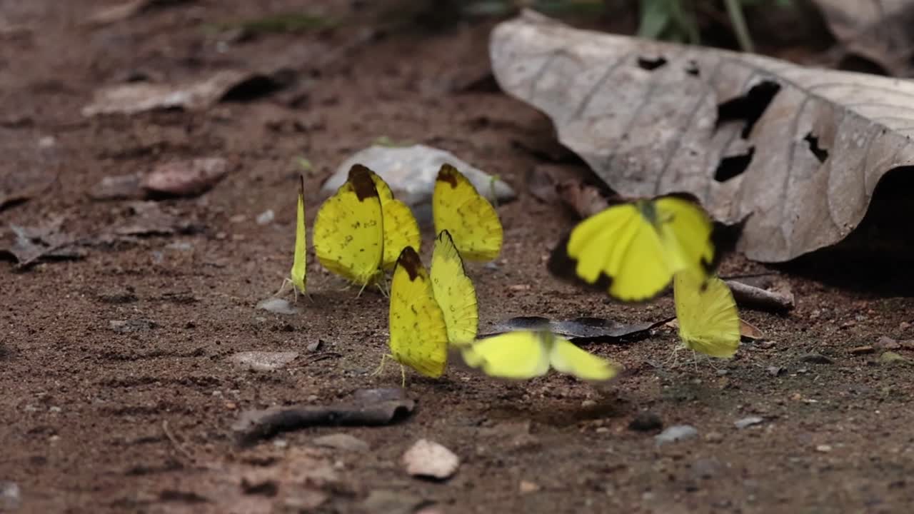 A cluster of yellow butterflies fluttering around dry leaves on a forest floor.