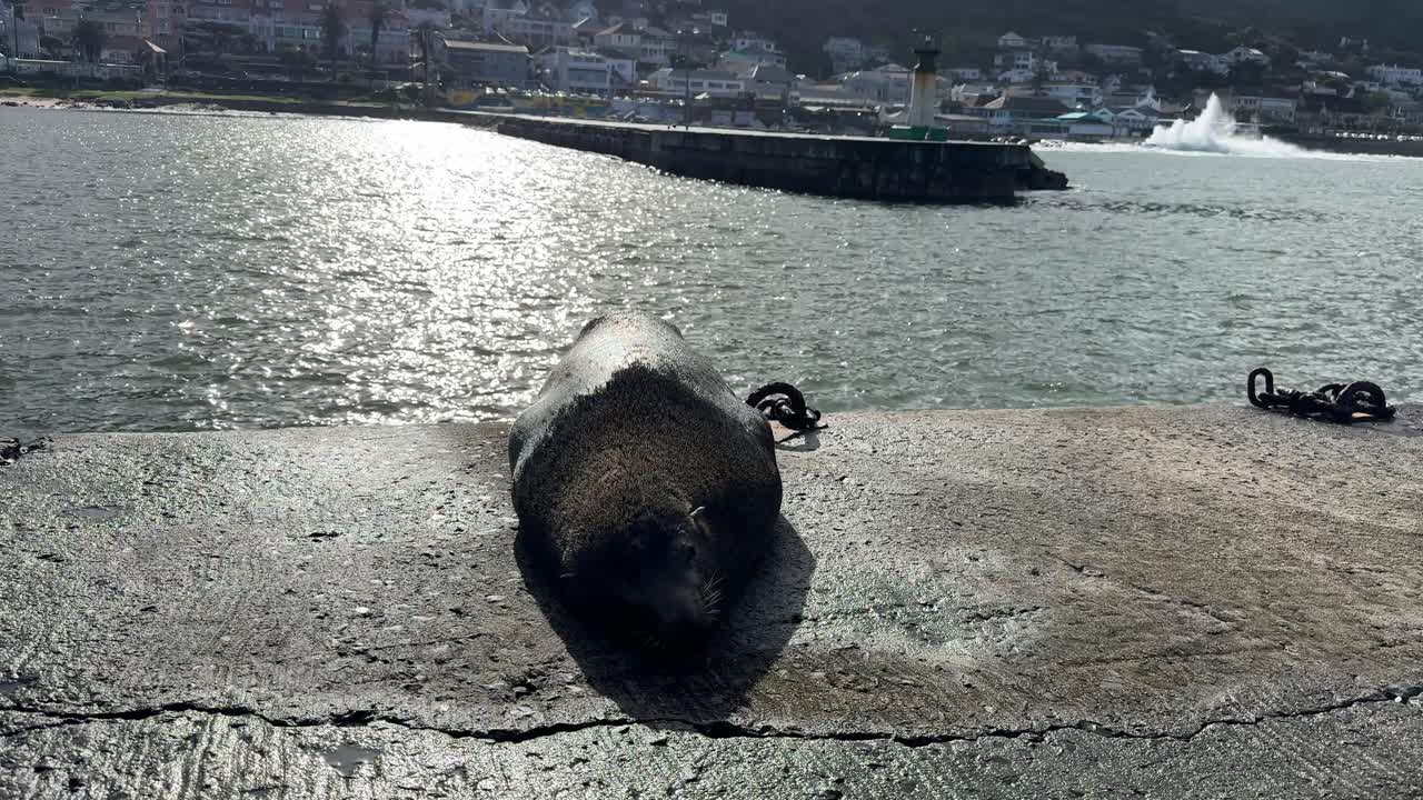 Seals relaxing in the sun on a pier in Kalk Bay, Cape Town.