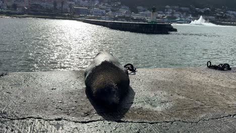 seals relaxing in the sun on a pier in kalk bay, cape town.