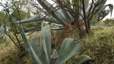 grandes magueyes al lado de una pasarela en querétaro, méxico