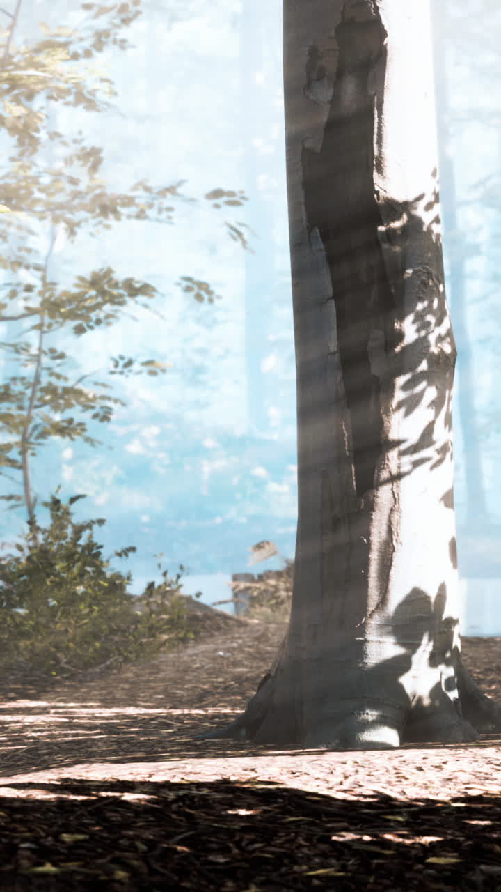 mágico paisaje de bosque oscuro de otoño con rayos de luz cálida