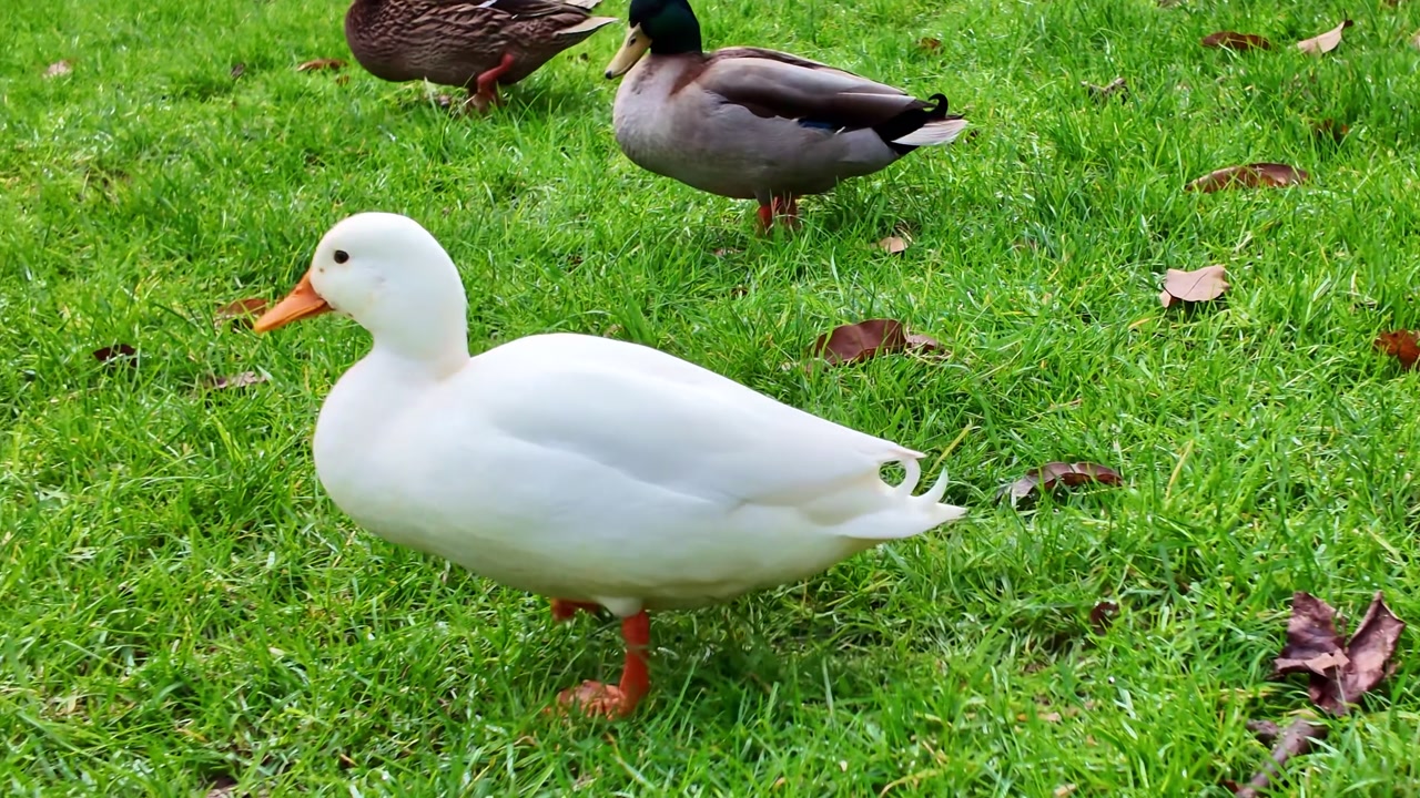 A domestic white pekin duck is walking on a green lawn with fallen autumn leaves