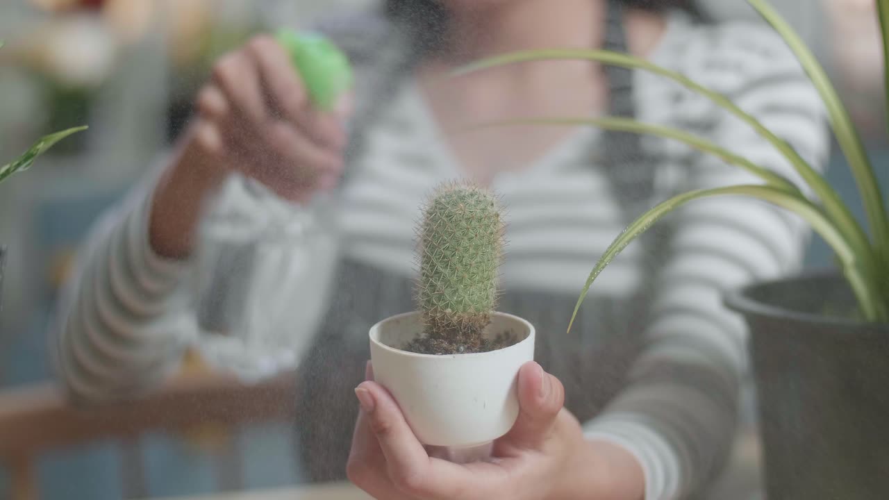cerca de las manos de la mujer sosteniendo y regando la planta de cactus en casa