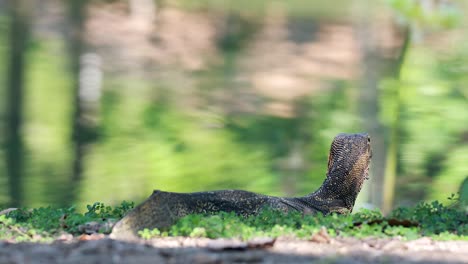 monitorear lagarto moviéndose a través de un parque verde exuberante
