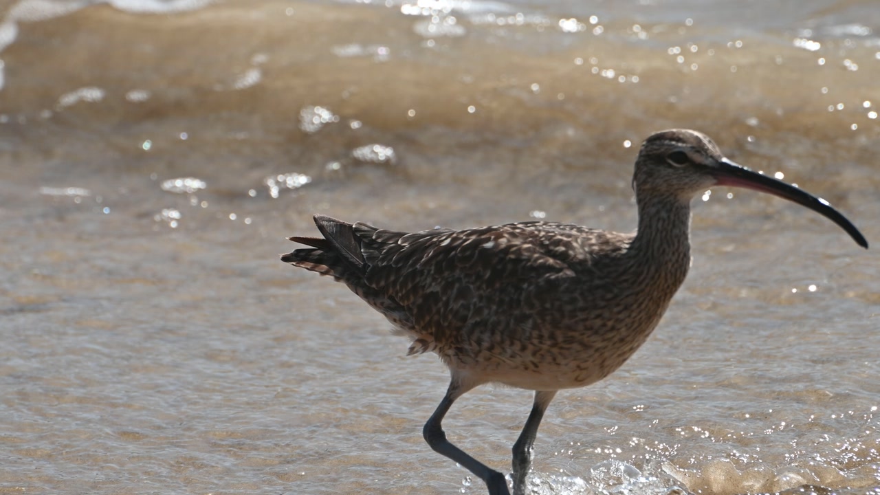 A long-billed shorebird such as a curlew or whimbrel forages along the shoreline at Laguna Beach, California, with waves lapping the sandy beach.