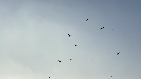 Buitres-Volando-En-El-Cielo-Sobre-Cadáveres-Podridos