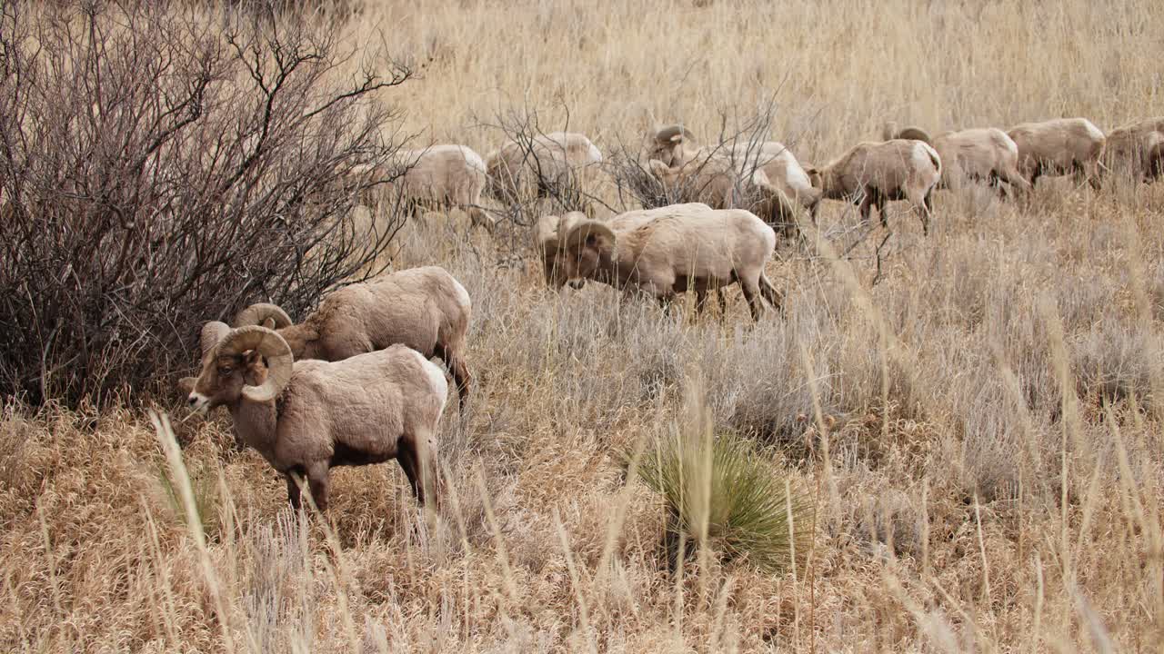 rebanho de ovelhas de corno grande que se alimentam de grama