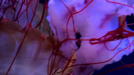 jellyfish gracefully swimming in a vibrant blue-lit aquarium tank