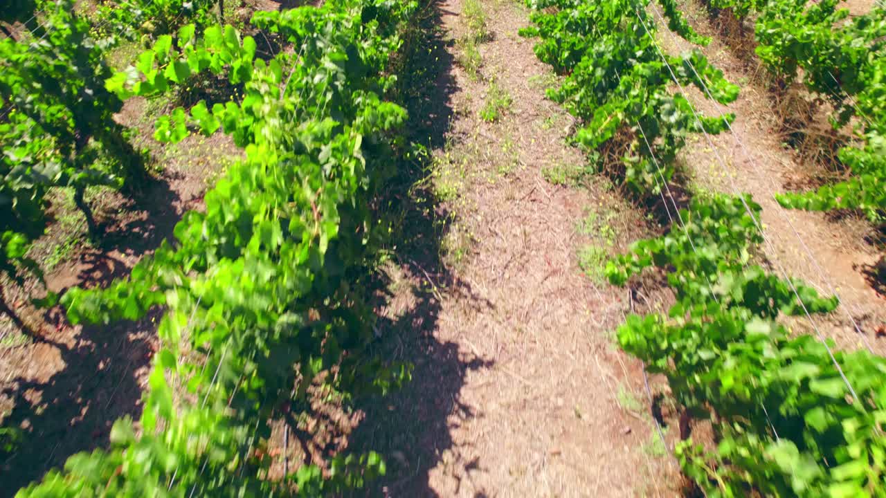 Drone overflight looking down with vines in trellis formation, vertical in a calicata, Limar&iacute; Valley, Chile