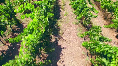 Drone-overflight-looking-down-with-vines-in-trellis-formation,-vertical-in-a-calicata,-Limarí-Valley,-Chile