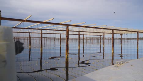 estas estructuras especialmente diseñadas permiten que las ostras prosperen en su hábitat natural al tiempo que facilitan la supervisión y el mantenimiento fáciles para los agricultores