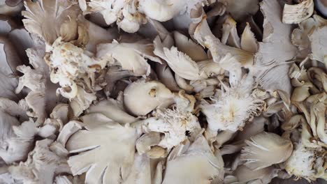 close-up of fresh oyster mushrooms