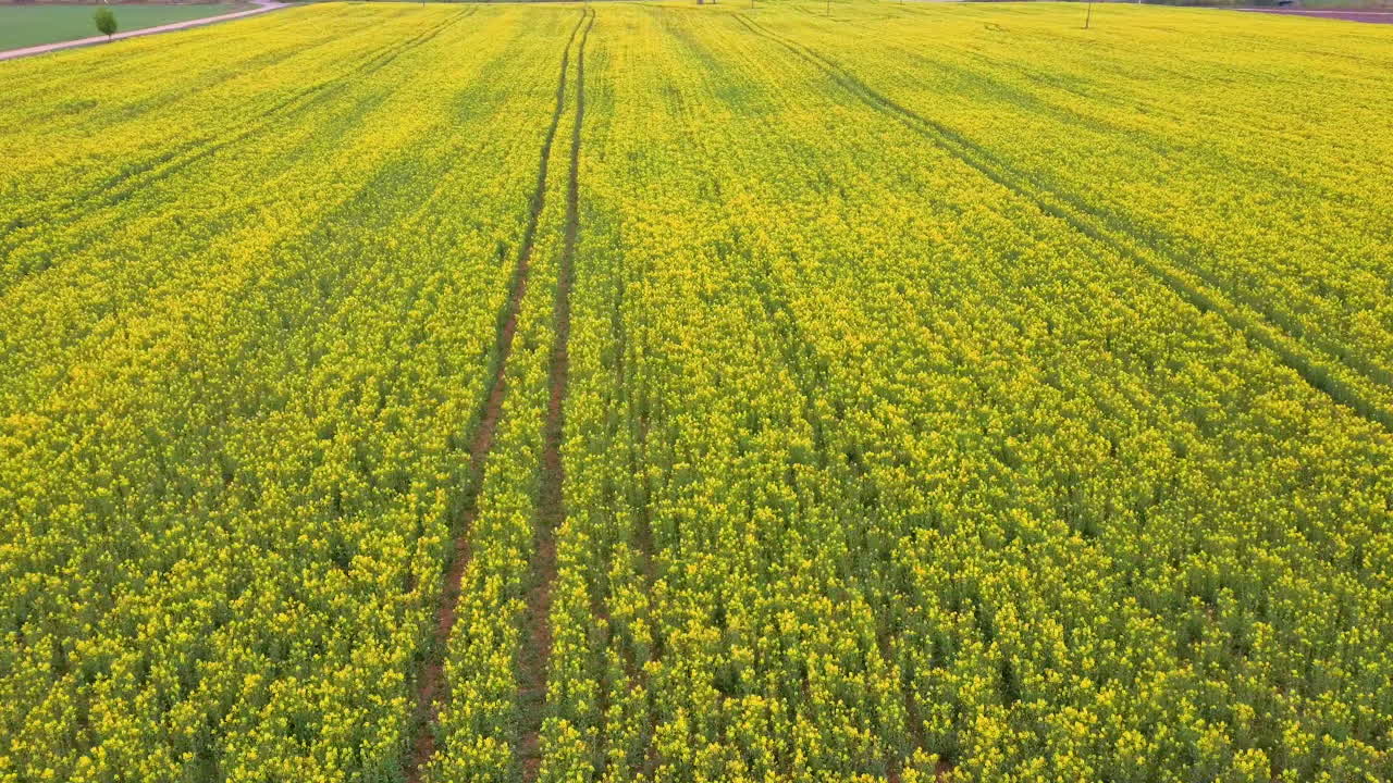 꽃이 만발한 카놀라 꽃과 함께 들판 위로 비행