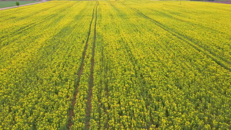 vuelo sobre campo con flores de canola en flor