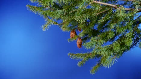 árbol de cedro de hoja perenne con conos aislados de pantalla azul