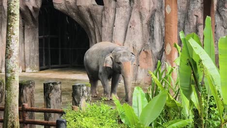 elephant in a zoo enclosure