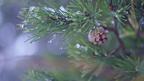 Las-Gotas-De-Lluvia-Brillan-En-Una-Rama-De-Pino,-Creando-Una-Atmósfera-De-Bosque-Serena-Y-Calmante