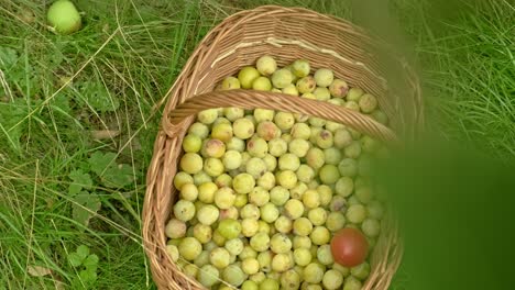 Basket-full-of-yellow-plum-mirabelle-de-lorraine,-freshly-picked,-view-through-branches-4k