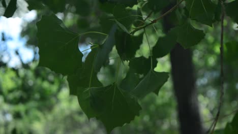 green leaves blowing in the wind